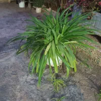 گل طبیعی|گل و گیاه طبیعی|پلدختر, |دیوار