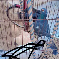 کبوتر|پرنده|خرمشهر, |دیوار