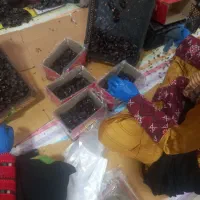 فروش خرما شیره دار مضافتی بم و جیرفت