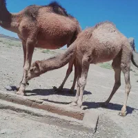 شتر ارام وشیری