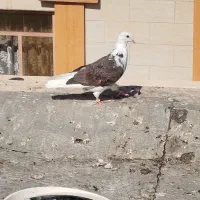 کفتر نر و ماده دم سفید|پرنده|شاهین‌شهر, شهرک هشت بهشت|دیوار