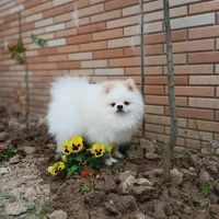 پامر خرسی نر|سگ|ساری, |دیوار