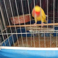 یک جفت مرغ عشق یک عدد کوتوله