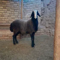 قوچ‌اصل ‌شال