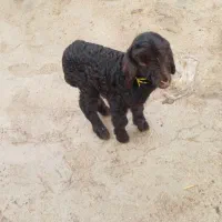 بره سه روزه