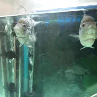 ماهی فلاورباکس کامفاسلام|ماهی|تهران, جوادیه|دیوار