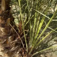 پاجوش کبکاب