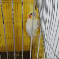 عروس هلندی نر|پرنده|درمیان, |دیوار