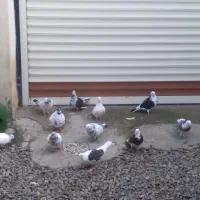 فروش تعدادی کفتر پرشی خیلی خوب و مسابقه ای