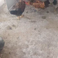 جوجه خروس|حیوانات مزرعه|شیراز, انجیره|دیوار