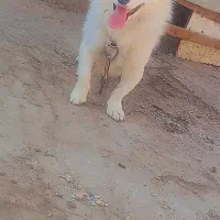 سگ دورگ پامر روباهی|سگ|قرچک, شهرک گلها|دیوار