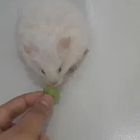 همستر بالغ|موش و خرگوش|صدرا-فارس, فاز ۱|دیوار