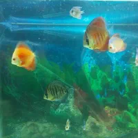 ماهی دیسکس 4بزرگ 2 متوسط 4 کوچک