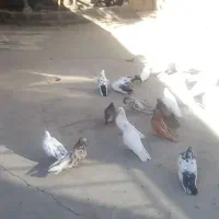 کبوتر نوک کوتاه|پرنده|خرقان, |دیوار