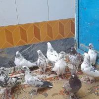 کفتر گرفتنی