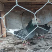 کفتر|پرنده|اسلام‌‌آباد غرب, |دیوار