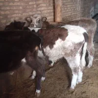 باسلام و گوسفند و گوساله