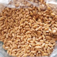 انواع گندم بذری بصورت عمده|عمده‌فروشی|اهواز, امانیه|دیوار