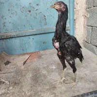 جوجه لاری|حیوانات مزرعه|رباط‌کریم, رباط‌کریم|دیوار