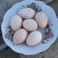 مرغ محلی|حیوانات مزرعه|چهاربرج, |دیوار