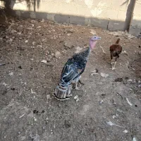 بقلمون نر ماده|حیوانات مزرعه|زابل, |دیوار