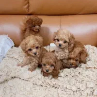 توله سگ تاینی توی پودل تیکاپ|سگ|تهران, وردآورد|دیوار