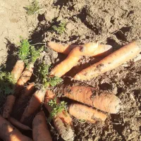 هویج خوراک دام -۳۰ تن