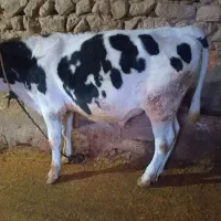 گوساله نرهلشتاین ویک عدگاو شیری