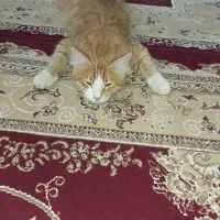 گربه خانگی  دورگه|گربه|لشت نشا, |دیوار