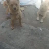 نر ماده پاکوتا