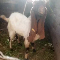 نری سندی لنگ۴قلو