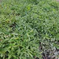 نهال گوجه سرآسیاب اصل