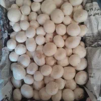 قارچ درجه یک عمده