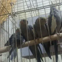 عروس هلندی