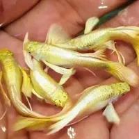 گوپی نژاد های درجه ۱