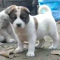 آلابای اصیل فی فقط سه