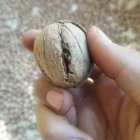 گردو پوست کاغذی درشت کامل یک دست مغز سفید