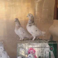 کبوتر فروشی|پرنده|اردکان, |دیوار