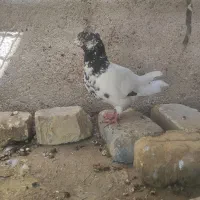 کفتر نر مست