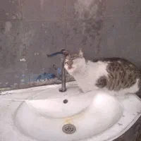 واگذاری گربه حامله