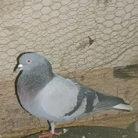 کبوتر