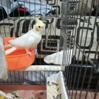 عروس هلندی نر  معاوضه|پرنده|پیشوا, |دیوار