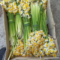 فروش گل نرگس فقط ۴۳۰|گل و گیاه طبیعی|شیراز, کاراندیش|دیوار