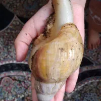 حلزون|خزنده|بروجرد, |دیوار