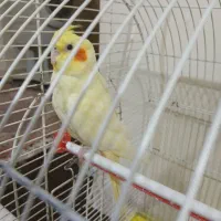 عروس هلندی|پرنده|شیراز, رازی|دیوار