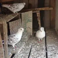 جفتدوبالیوگرگیحتماعکسآخرنگاهکنپدردوبالیها|پرنده|گرگان, |دیوار