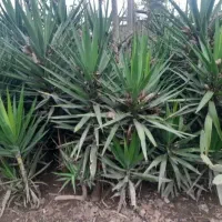 گل یوگا ۳ ساله