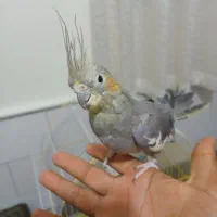 عروس هلندی ماده