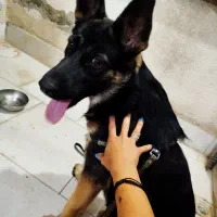 سگ ژرمن پنج ماهه ماده