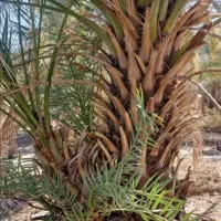 تاپول زنی و پاکن نخل پشتکو(بلوک)